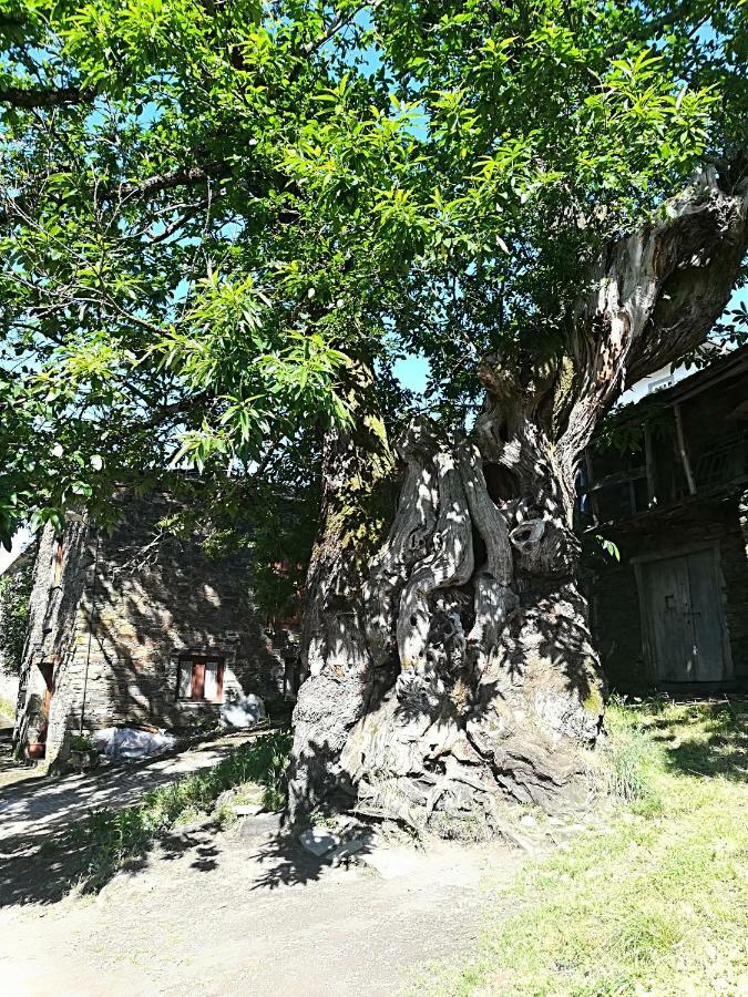 Casa Simon Pensión Triacastela